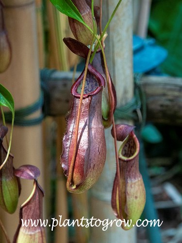 Pitcher Plant (Nepenthes)